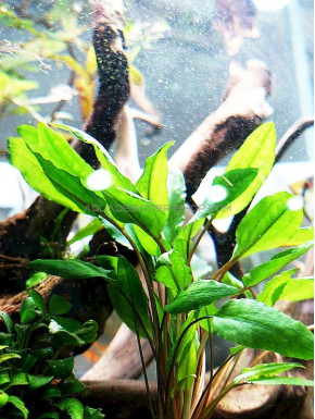 Cryptocoryne wendtii