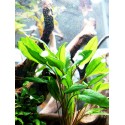 Cryptocoryne wendtii