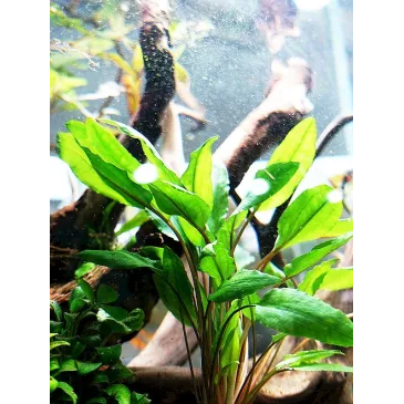 Cryptocoryne wendtii