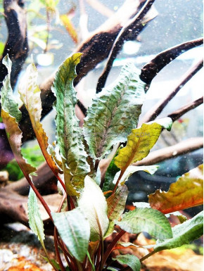 Cryptocoryne wendtii 'Tropica'