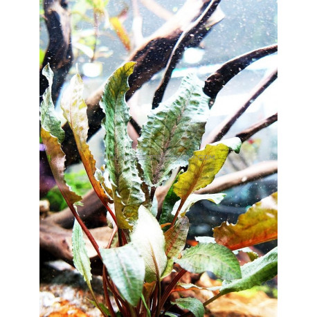 Cryptocoryne wendtii 'Tropica'