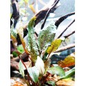 Cryptocoryne wendtii 'Tropica'