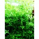 Rotala 'Green'