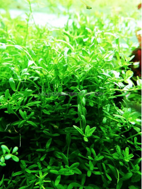 Rotala 'Green'