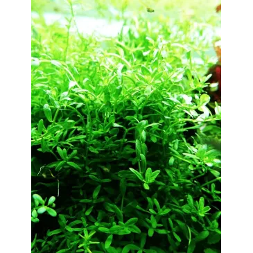 Rotala 'Green'