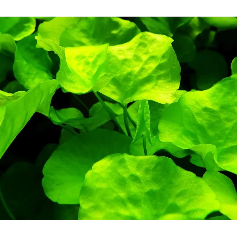 Nymphoides hydrophylla 'Taiwan'