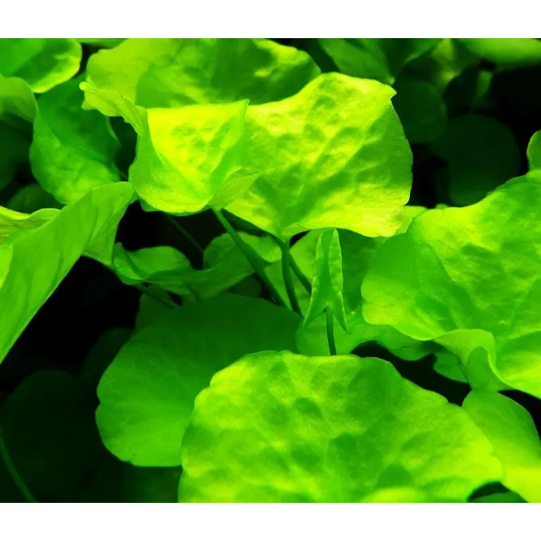 Nymphoides hydrophylla 'Taiwan'