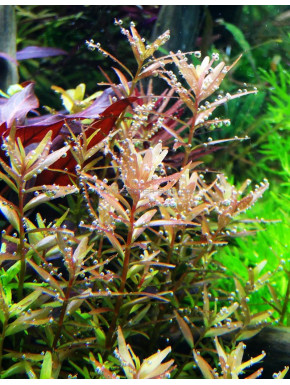 Rotala rotundifolia