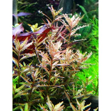 Rotala rotundifolia plante aquarium facile aquadesigner aquascaping