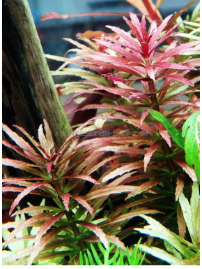 Limnophila hippuridoides