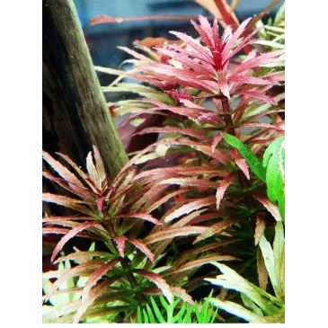 Limnophila hippuridoides