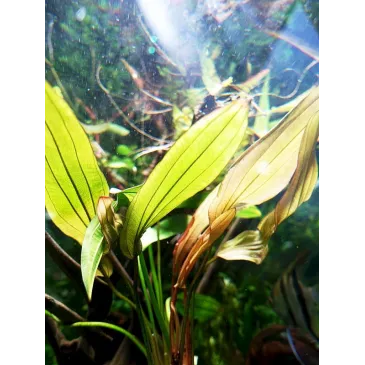 Echinodorus 'Red Diamond'