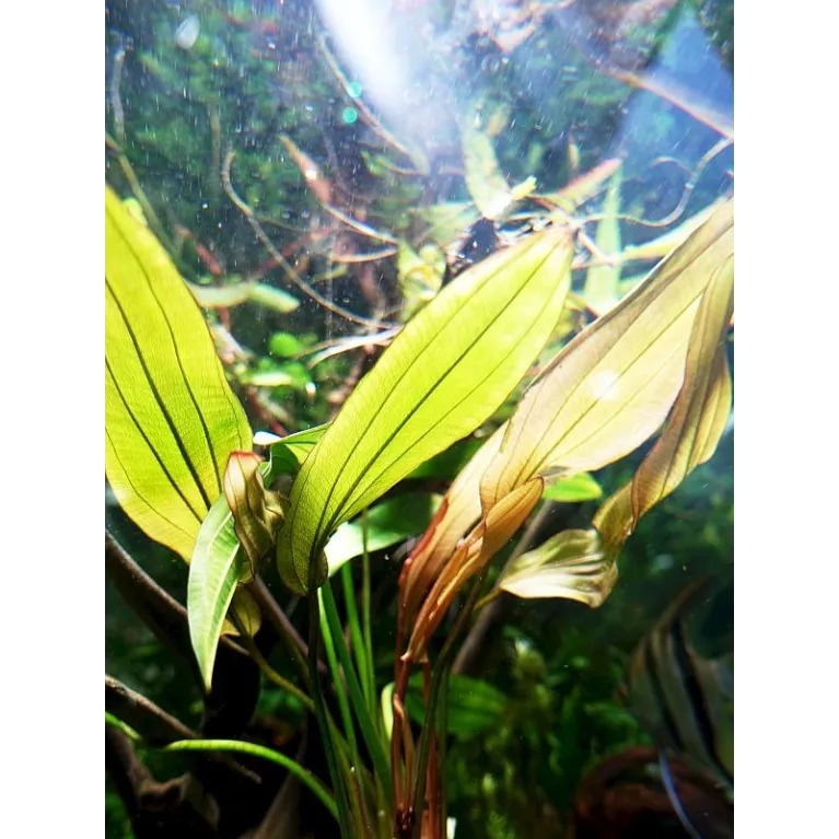 Echinodorus 'Red Diamond'