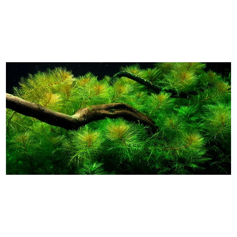 Myriophyllum mattogrossense plante aquarium rouge aquadesigner tropica