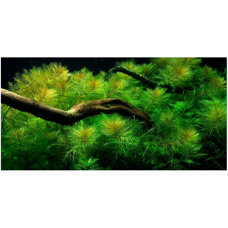 Myriophyllum mattogrossense plante aquarium rouge aquadesigner tropica