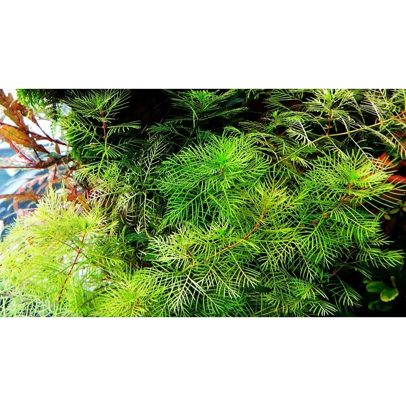 miryophyllum mattogrossense