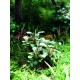 Bucephalandra Green Wavy