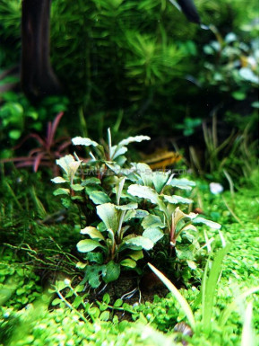 Bucephalandra pygmaea green wavy 'Bukit Kalem'