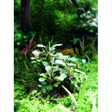 Bucephalandra Green Wavy