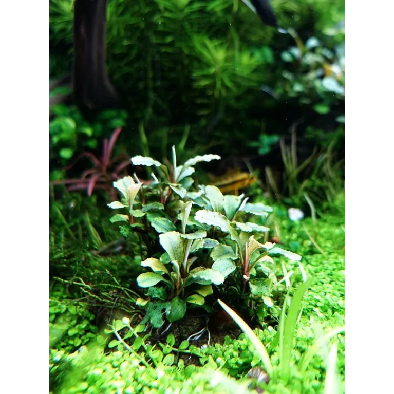 Bucephalandra Green Wavy