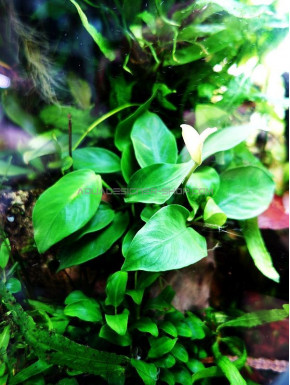 Plante d'aquarium vivante Anubias Nana pot de 5 cm par 2 pièces