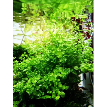 Micranthemum umbrosum