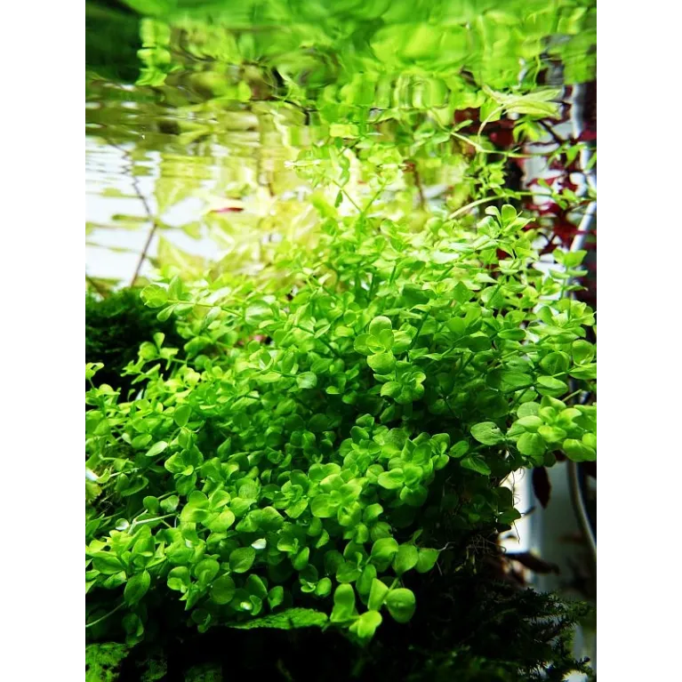 Micranthemum umbrosum