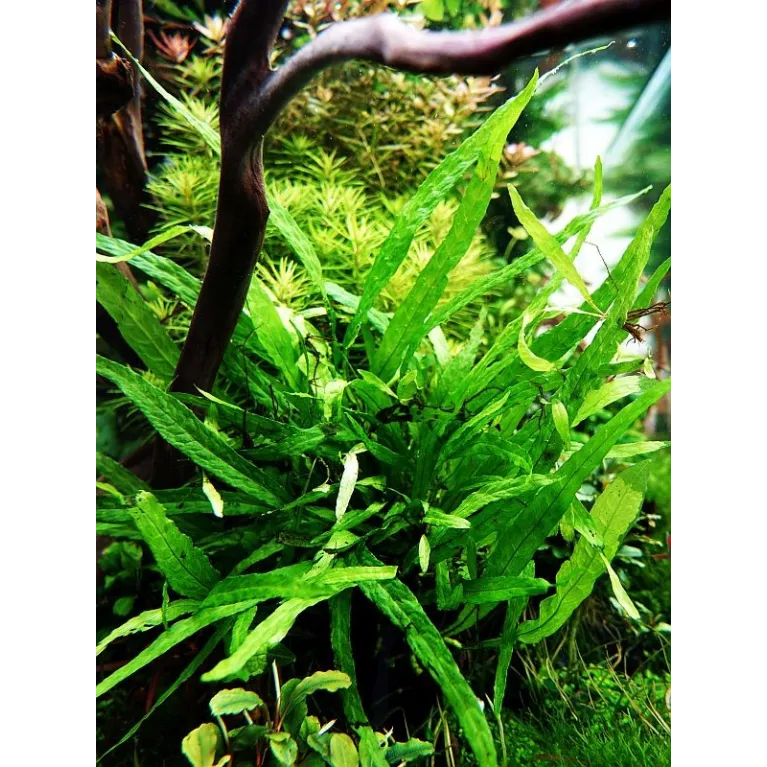 Microsorum pteropus 'Narrow'