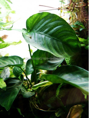 Anubias barteri var. caladiifolia