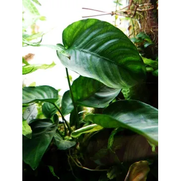 Anubias barteri var. caladiifolia