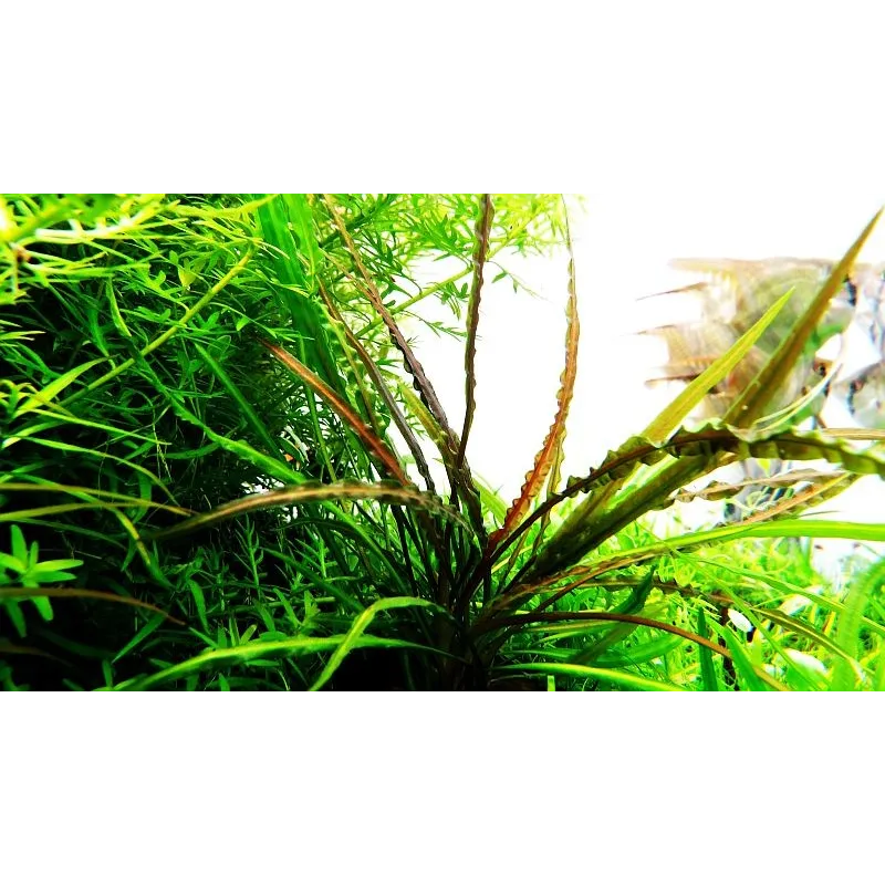 Cryptocoryne crispatula