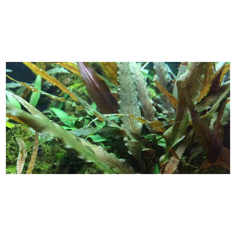 Cryptocoryne undulatus red "in vitro"