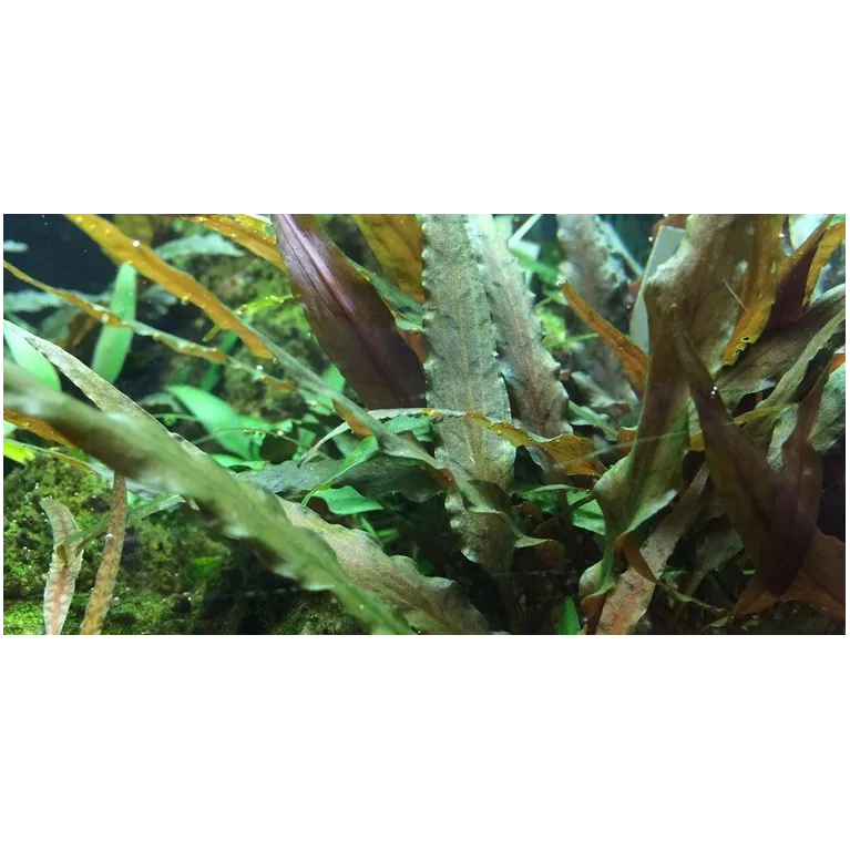 Cryptocoryne undulatus red "in vitro"