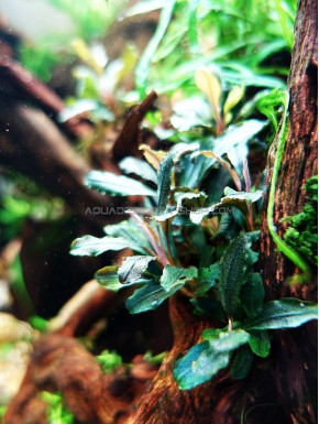 Bucephalandra sp red