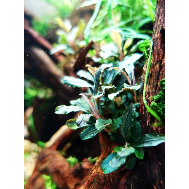 Bucephalandra  sp red
