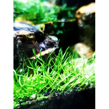 Lilaeopsis brasiliensis 