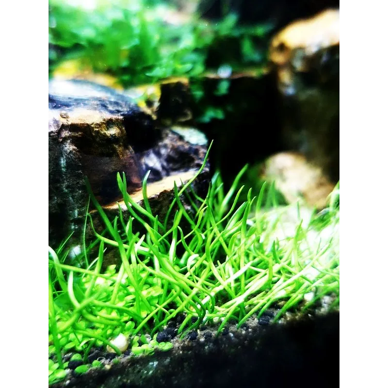 Lilaeopsis brasiliensis  in vitro