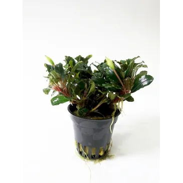 Bucephalandra  sp red