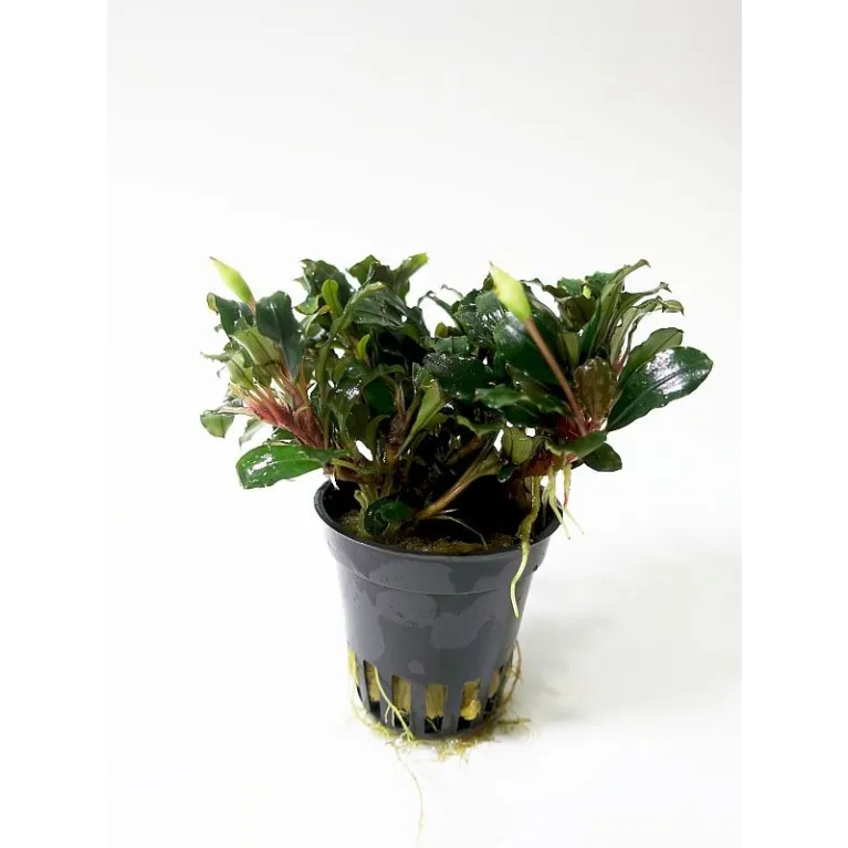 Bucephalandra  sp red