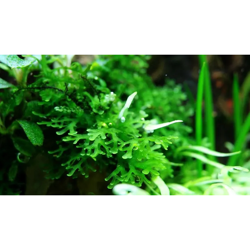 Riccardia chamedryfolia