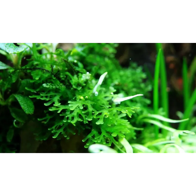 Riccardia chamedryfolia