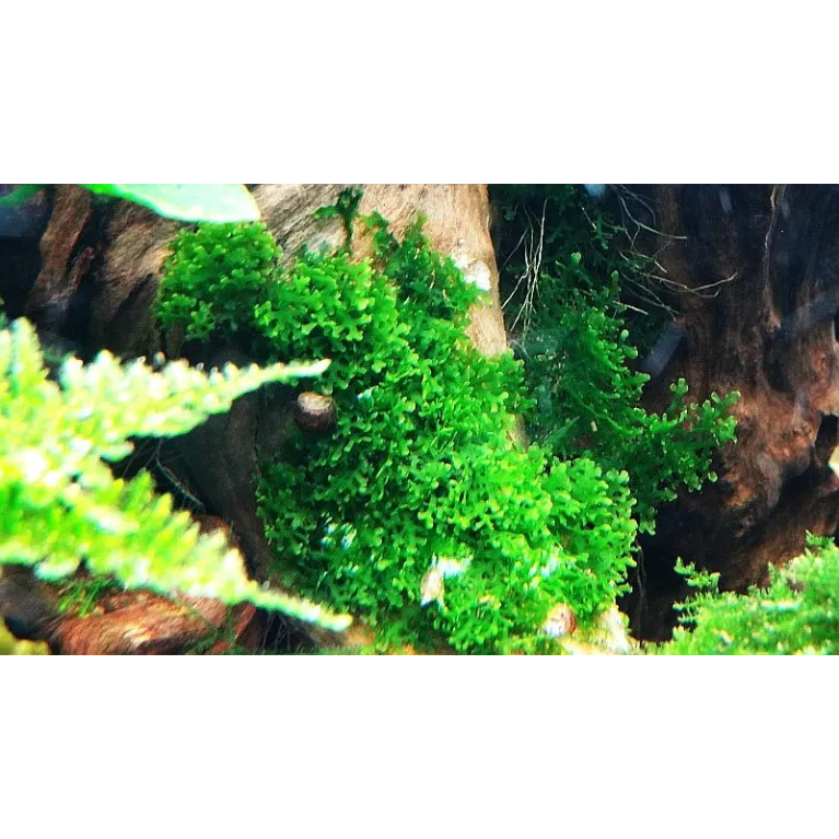 Riccardia chamedryfolia