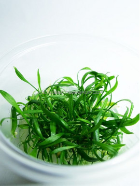 Cryptocoryne parva in vitro