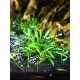 Cryptocoryne parva