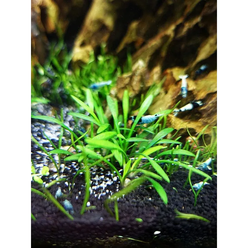Cryptocoryne parva