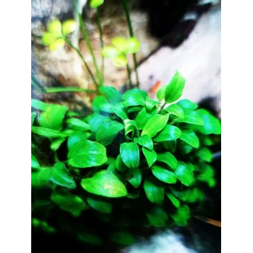 Anubias 'mini'