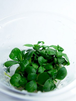Anubias nana "Bonsai"in_vitro
