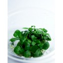 Anubias nana "Bonsai"in_vitro