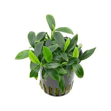 Anubias 'Petite' anubias bonsai aquadesigner aquascaping tropica 