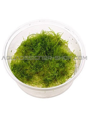 Mini Taiwan moss